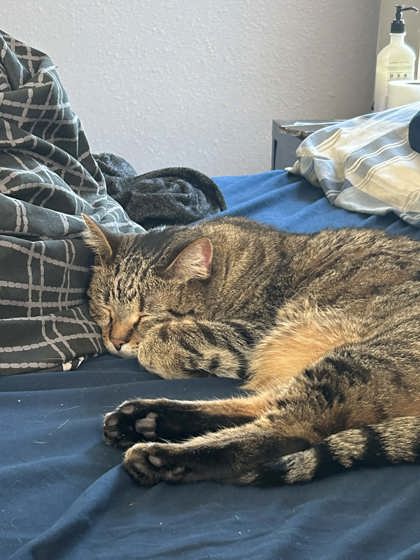 View Lost Cat Photo #1