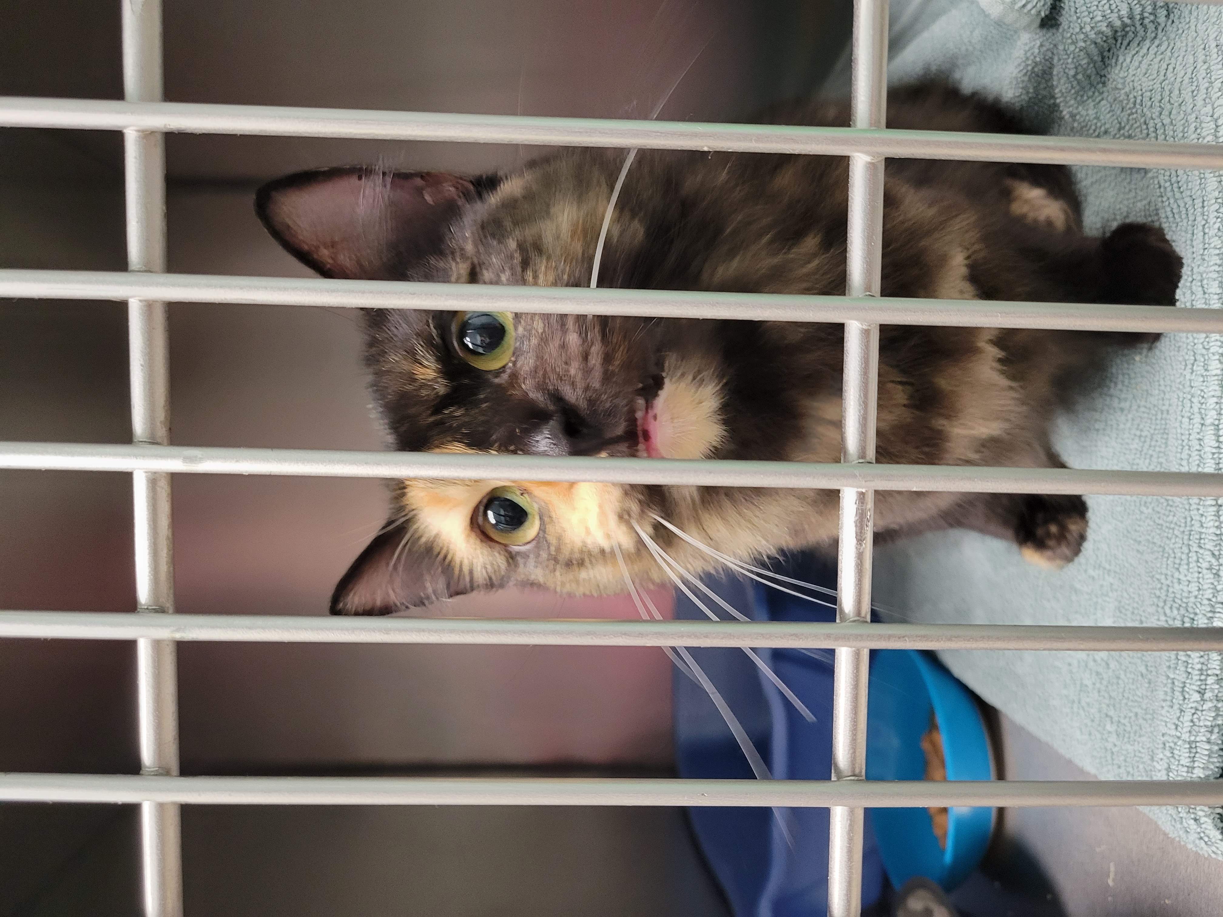 Help Rehome This Cat Cat