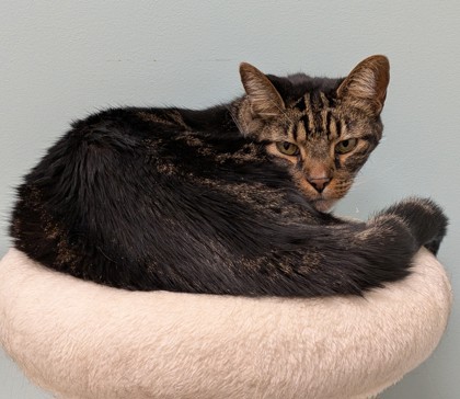 Oliver Dean (Bonded to Oakley)