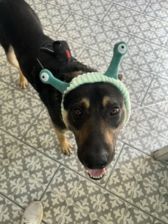 View Morty (in Foster) the Dog Photo #2