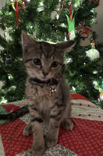 View Nala the Cat Photo #1