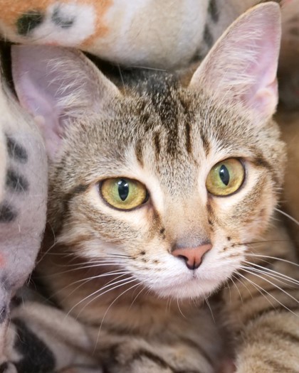 View Lady Penny the Cat Photo #2