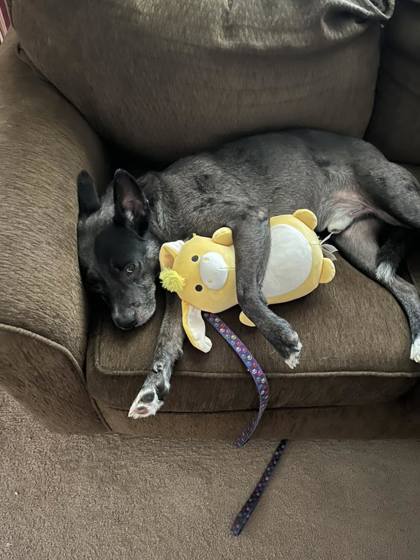 View Rizzo the Dog Photo #2