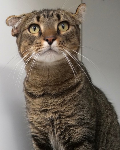 View Schroedinger the Cat Photo #2