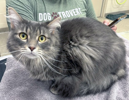 View Henry (Bonded To Stephen)(at Smitten Kitten) the Cat Photo #2