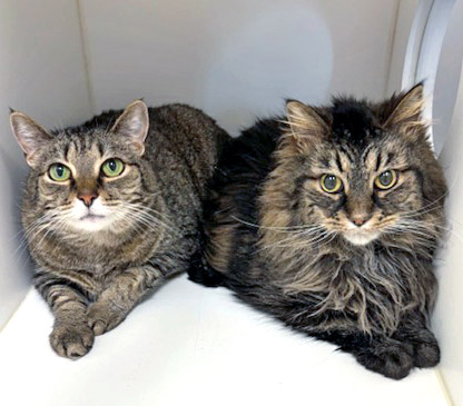 View Turbo (Bonded To Maddox) the Cat Photo #2
