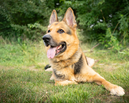 View Jaxon the Dog Photo #3