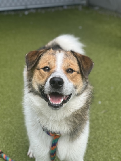 Photo of Curly