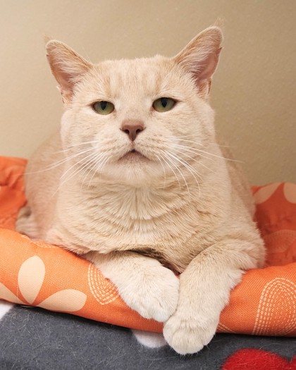 Learn More About Mighty Mouse