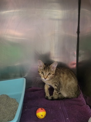 Help Rehome This Cat Cat