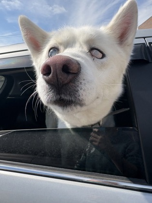 View Found Dog Photo #1