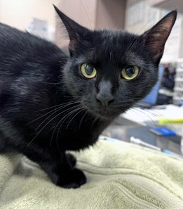 View Oona (at Smitten Kitten) the Cat Photo #2