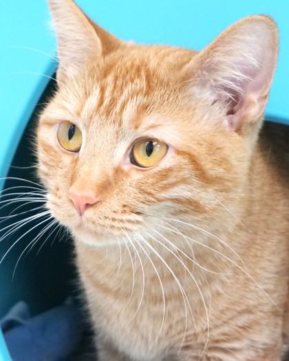 SANGRIA (AT PETSMART) - Domestic Shorthair / Mix available for adoption