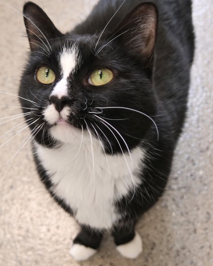 PEPPER MARIE (BONDED TO CALI CAT) - Domestic Shorthair / Mix available for adoption
