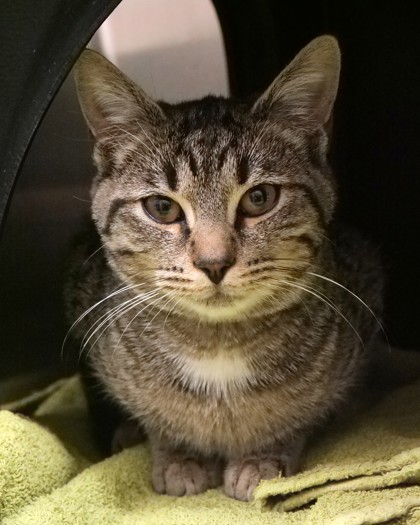 Learn More About Freddie Purr Jr.