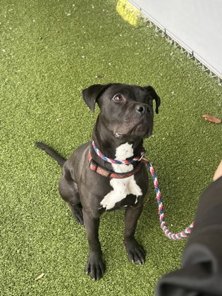 View Rowan the Dog Photo #2