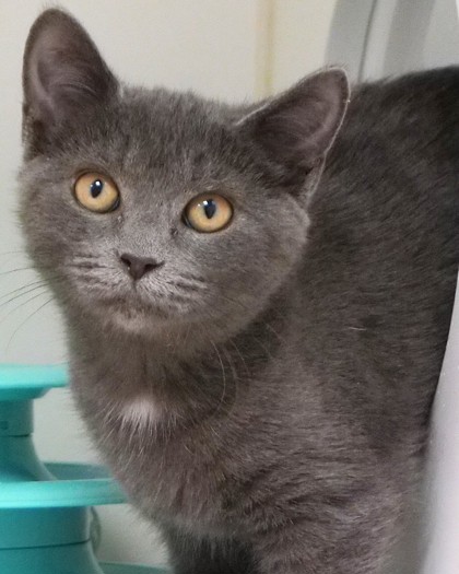 AMETHYST - Domestic Shorthair / Mix available for adoption