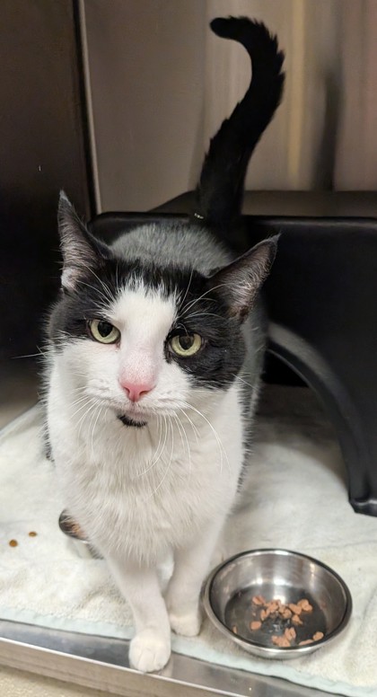 View Good Fella the Cat Photo #3