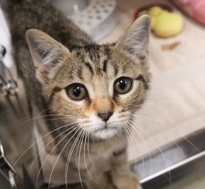 View Skye (in Foster) the Cat Photo #2