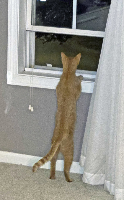 View Symphony the Cat Photo #2