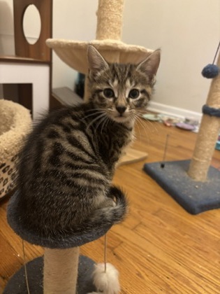 GRIZZLY BEAR - Domestic Shorthair / Mix available for adoption