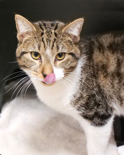 View Miguel the Cat Photo #1