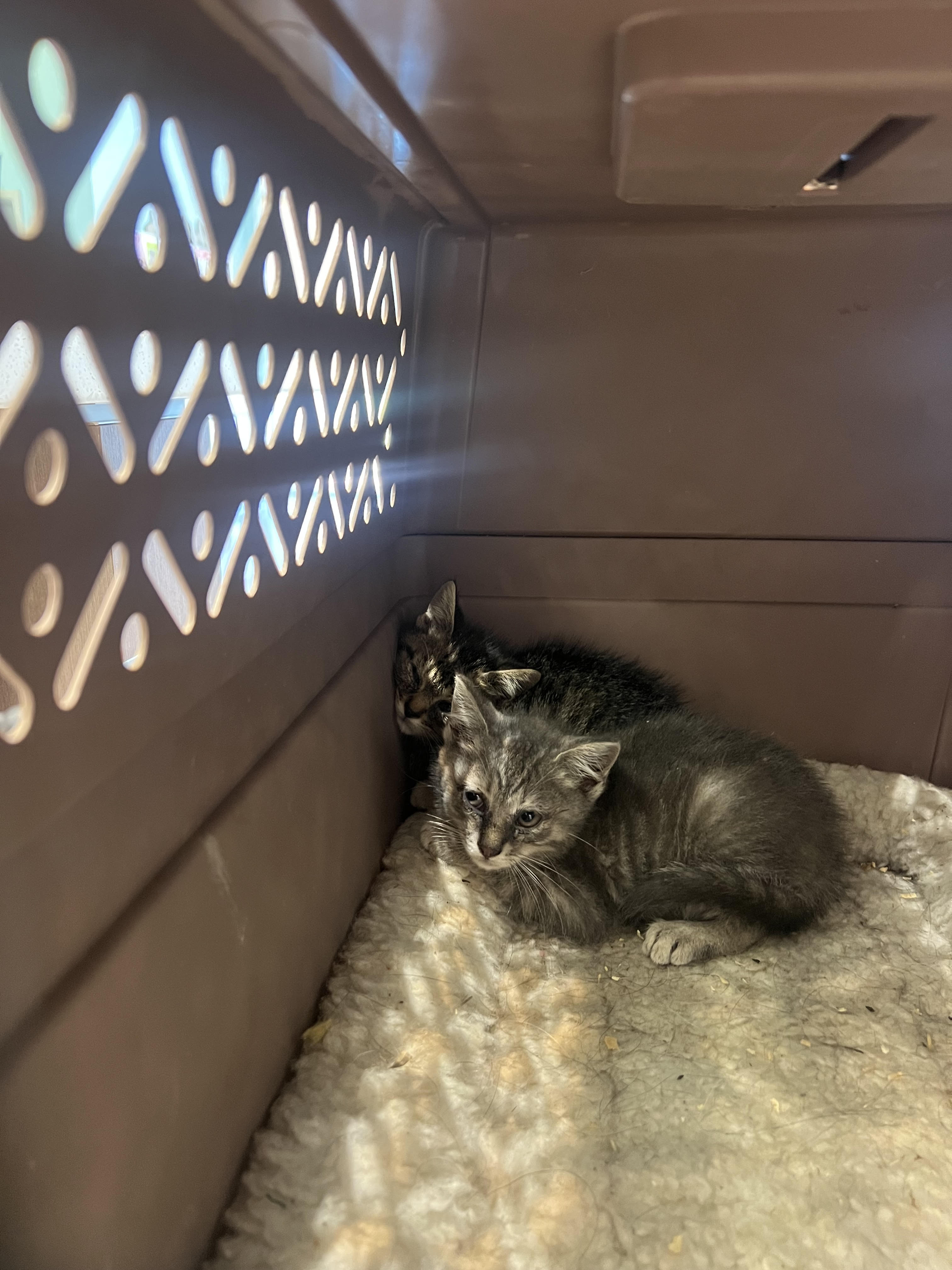 Help Rehome This Cat Cat