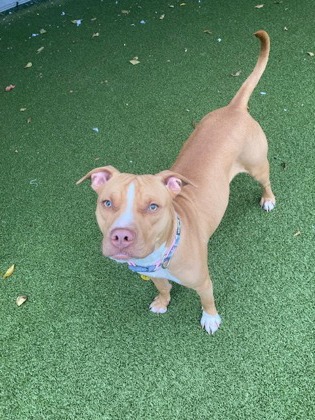 View Indy the Dog Photo #1