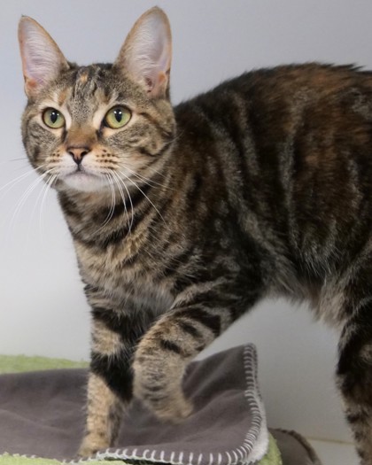 Learn More About Keekee Photo of Keekee