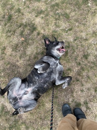 View Max the Dog Photo #2