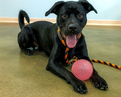 View Tex the Dog Photo #1