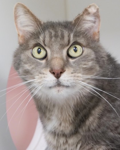 Learn More About Harper (bonded To Penelope) Photo of Harper (bonded to Penelope)