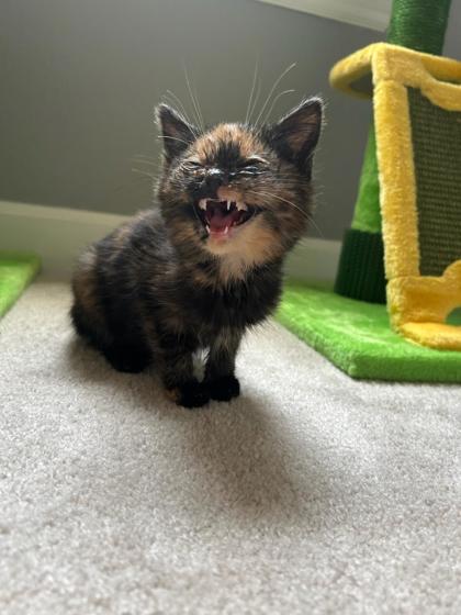 View Found Cat Photo #1