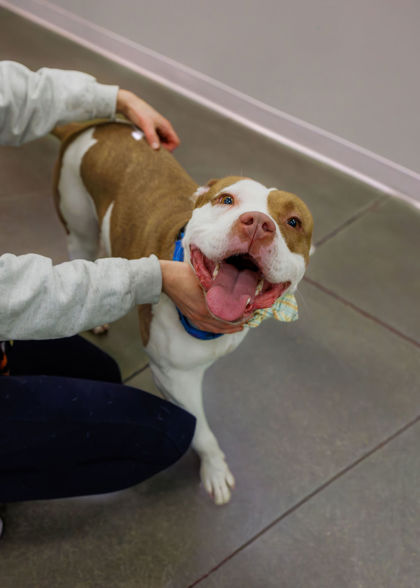 View Critter the Dog Photo #1