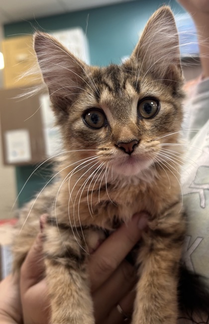 Help Rehome This Cat Cat