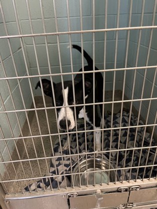 View King the Dog Photo #1