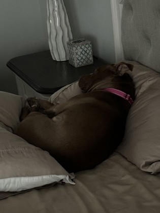 View Frosted Flakes (in Foster) the Dog Photo #2