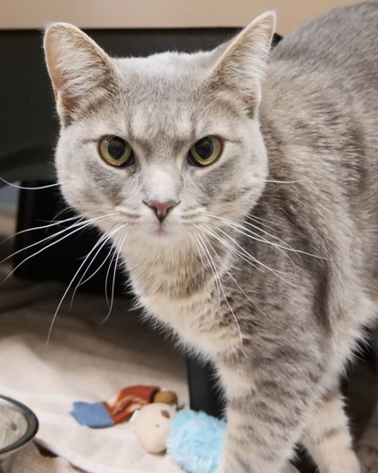 Alice (at PetSmart)