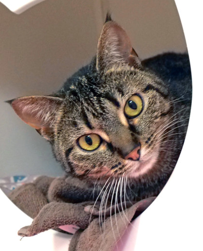 View Tablet the Cat Photo #1