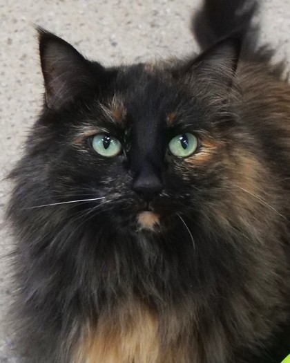 Learn More About Pria