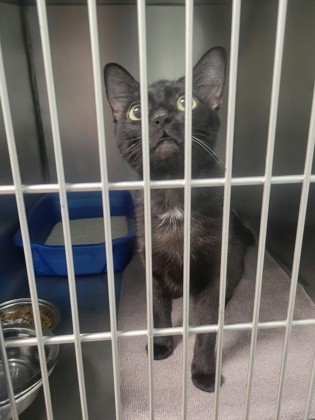 View Onyx (at Smitten Kitten) the Cat Photo #2