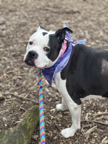 View Betty Moo the Dog Photo #1