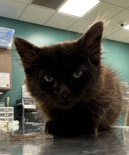 Help Rehome This Cat Cat