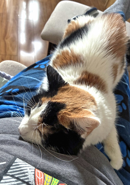 View Coraline (in Foster) the Cat Photo #1