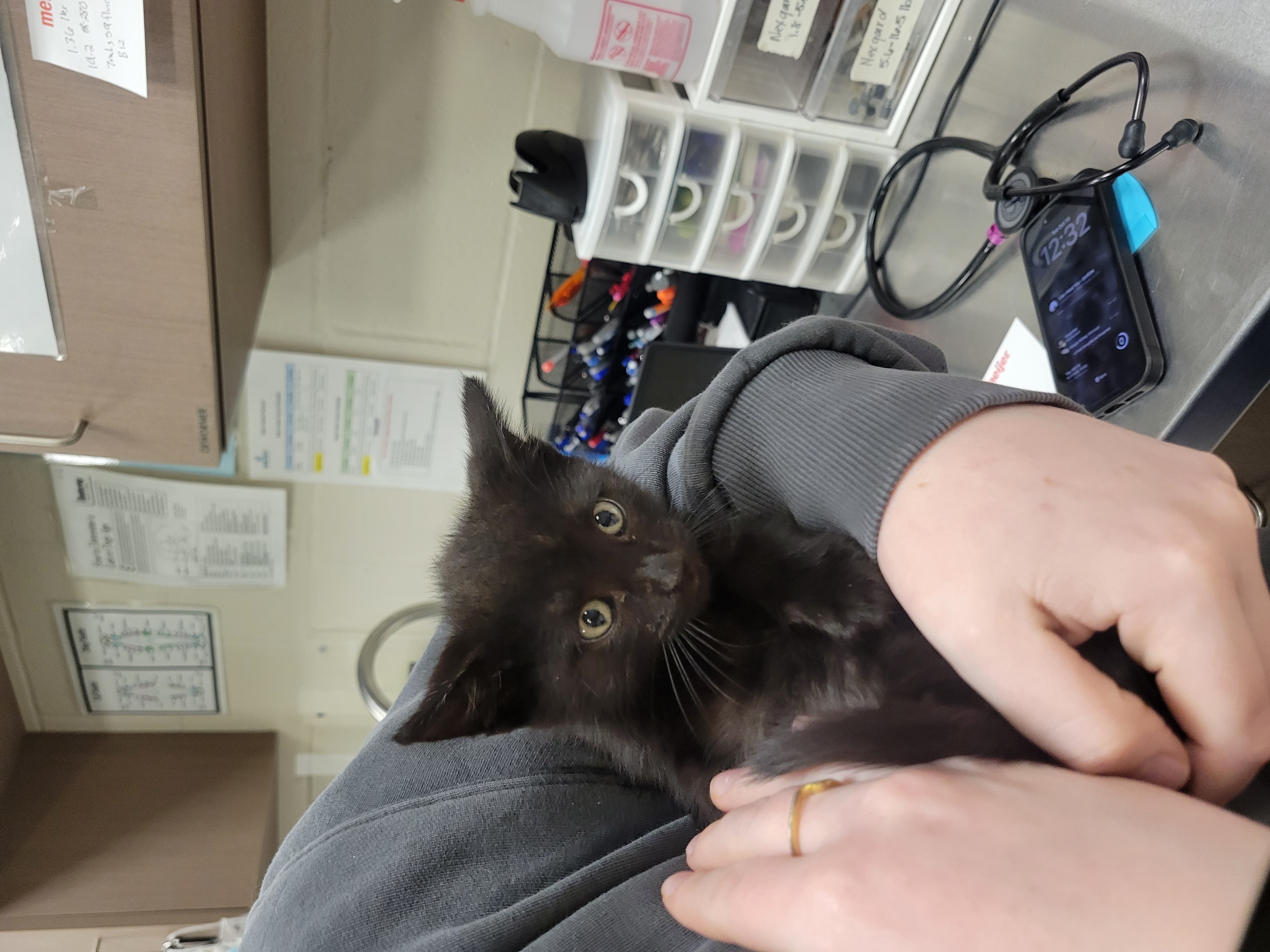 Help Rehome This Cat Cat