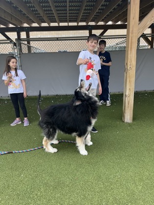 View Balto (in Foster) the Dog Photo #1