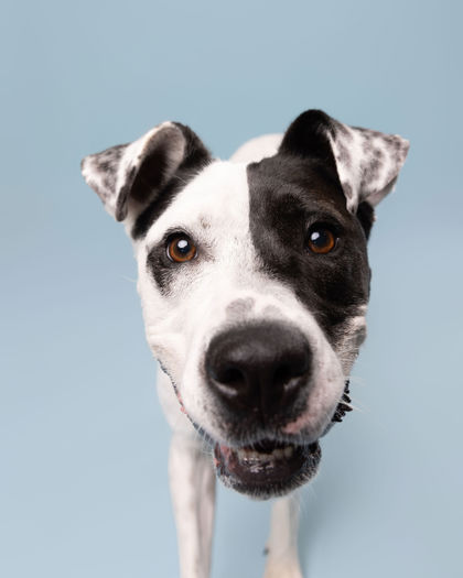 BASIL - Staffordshire Bull Terrier / Mix available for adoption