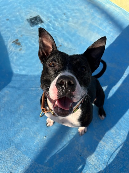 View Kourt the Dog Photo #3