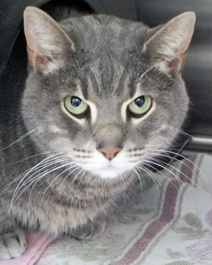 View Finn the Cat Photo #2