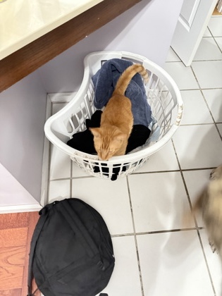 View Lost Cat Photo #1